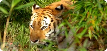 Royal Chitwan Jungle Safari
