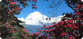 dhaulagiri region trek